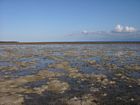 Sandy highs and seagrass covered lows of the NW reef flat at low tide.